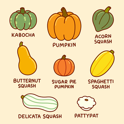 Cartoon infographic drawing of different types of pumpkin and squash. Autumn harvest vegetables, vector clip art illustration set.