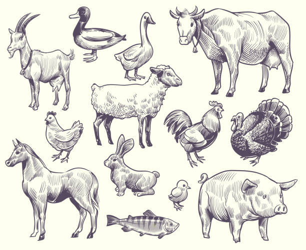 ilustraciones, imágenes clip art, dibujos animados e iconos de stock de animales de granja dibujados a mano y aves. cabra, pato y caballo, oveja y vaca, cerdo y gallo, conejo y pavo, pollo y pescado, conjunto vectorial de ganso - pavo ave de corral