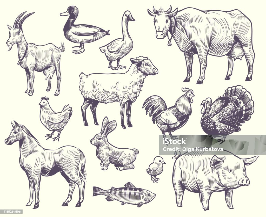 Hand Drawn Farm Animals And Birds Goat Duck And Horse Sheep And Cow Pig And  Rooster Rabbit And Turkey Chicken And Fish Goose Vector Set Stock  Illustration - Download Image Now - iStock