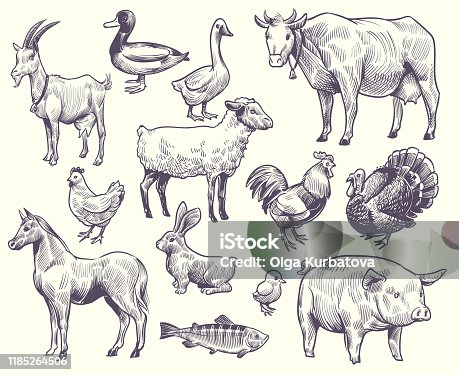 17,112 Hand Drawn Farm Animals Stock Photos, Pictures & Royalty ...
