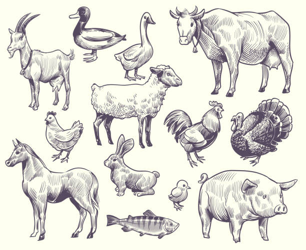Hand drawn farm animals and birds. Goat, duck and horse, sheep and cow, pig and rooster, rabbit and turkey, chicken and fish, goose vector set Hand drawn farm animals and birds. Goat, duck and horse, sheep and cow, pig and rooster, rabbit and turkey, chicken and fish, goose isolated sketches vector set goose bird stock illustrations