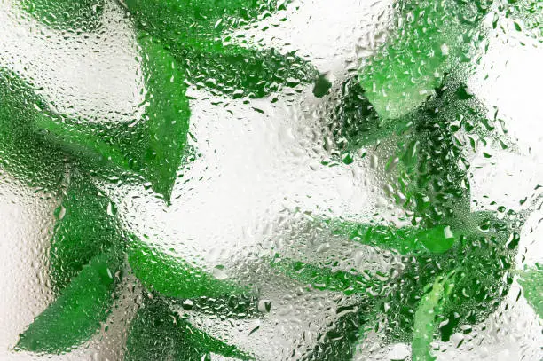 Photo of Green fresh leaves behind wet glass composition. Organic tea leaves and herbal frondage background. Freshness, water drops, dew on glass. Natural leafage, foliage. Botanical backdrop