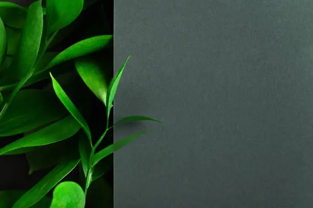 Photo of Tea tree green leaves on dark background. Foliage backdrop with copyspace. Botanical composition, eco product presentation idea. Natural leafage, frondage. Border with floral design elements