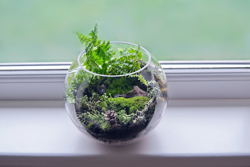 Glass florarium with Doryopteris Cordata plant, different kinds of moss, lichen (Cladonia fimbriata, Foliose lichen), some dry branches, stones, pine coin, soil, graven. Forest at home concept.