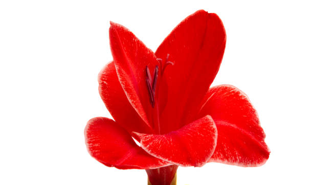 istock gladiolus flower isolated 1185266158