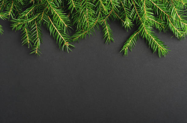 istock Green pine, fir-tree branches close up backdrop. Botanical texture. Winter holidays coniferous decoration. Christmas tree twigs on black background. Evergreen conifer. Woodland botany, forest flora 1185266594