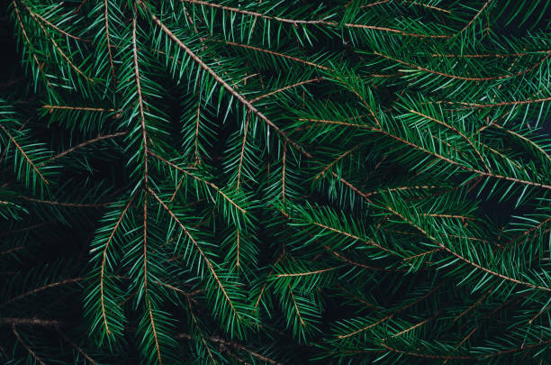 istock Green pine, fir-tree branches close up backdrop. Botanical texture. Winter holidays coniferous decoration. Christmas tree twigs background. Evergreen conifer. Woodland botany, forest flora 1185266630