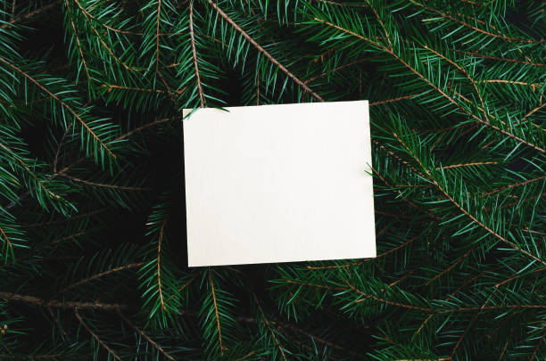 istock Green pine, fir-tree branches close up backdrop. Botanical texture. Winter holidays coniferous decoration. Christmas tree twigs frame background. Evergreen conifer. Woodland botany, forest flora 1185266651