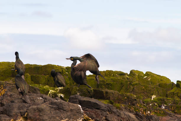 istock Cormorant birdwatching in Farne Islands 1185266655