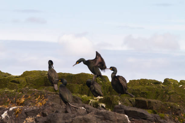 istock Cormorant birdwatching in Farne Islands 1185266684