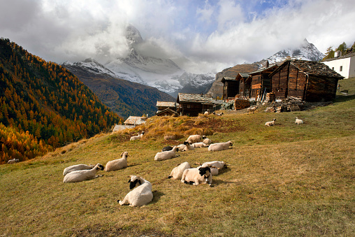 Animals near the Matterhorn graze in clean fields and bring wool, milk, meat to the traditional mining. Against the background of traditional Swiss houses
