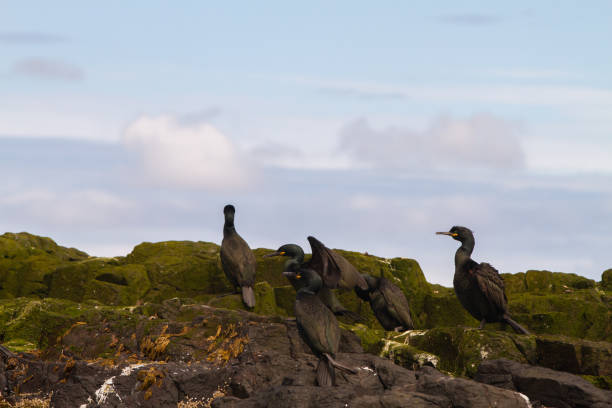 istock Cormorant birdwatching in Farne Islands 1185267035