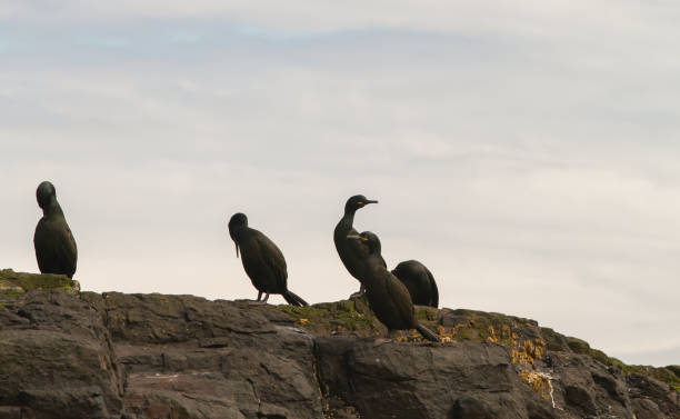 istock Cormorant birdwatching in Farne Islands 1185267077