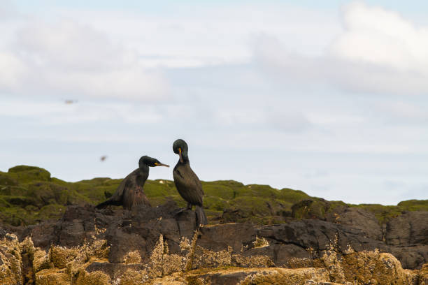 istock Cormorant birdwatching in Farne Islands 1185267286
