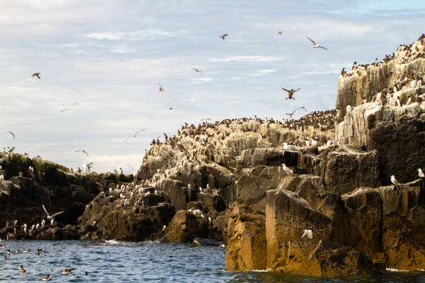 istock Birds in Farne Islands, UK 1185268104