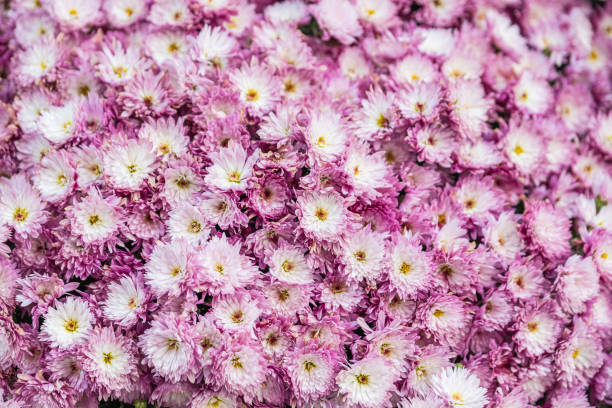 istock Purple and yellow chrysanthemums in a bunch 1185268341