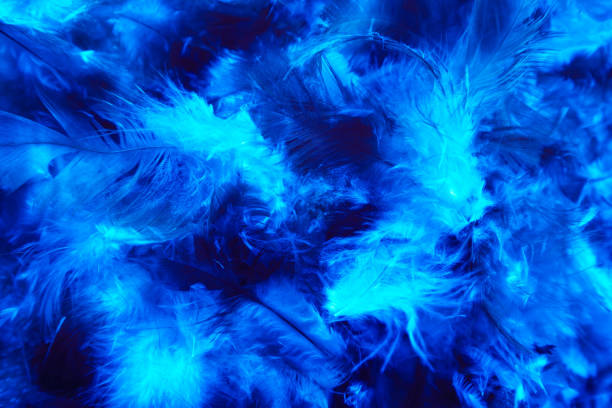 istock Beautiful abstract colorful pink and white feathers on dark background and soft white blue feather texture on white pattern 1185268403