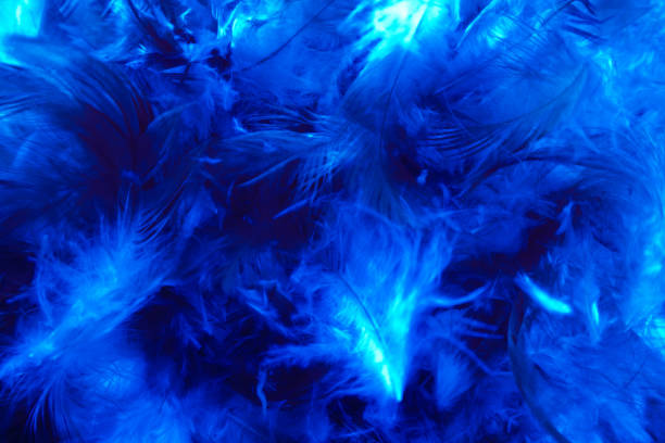 istock Beautiful abstract colorful pink and white feathers on dark background and soft white blue feather texture on white pattern 1185268437