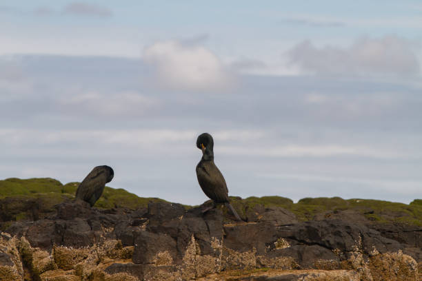 istock Cormorant birdwatching in Farne Islands 1185269101