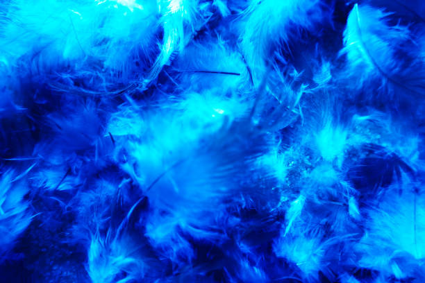 istock Beautiful abstract colorful pink and white feathers on dark background and soft white blue feather texture on white pattern 1185269229