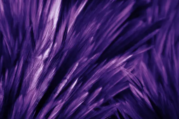 Photo of Beautiful abstract colorful red and pink feathers on dark background and soft white purple feather texture on white pattern