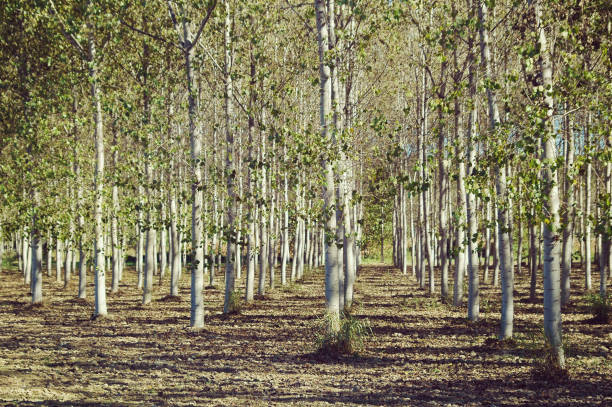 poplar plantation, renewable resource, trees grown for the extraction of wood - poplar tree fotos imagens e fotografias de stock
