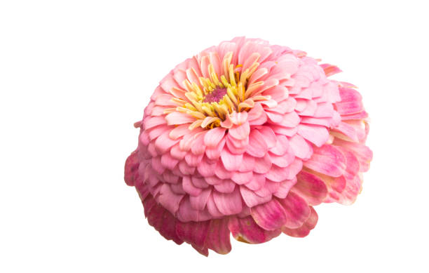 istock zinnia flower isolated 1185270833