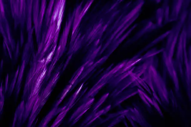 Photo of Beautiful abstract colorful red and pink feathers on dark background and soft white purple feather texture on white pattern