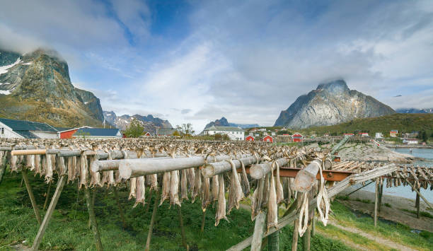 stockfisch auf den lofoten,norwegen - getrockneter fisch stock-fotos und bilder