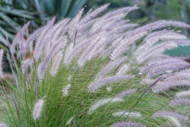 grama da fonte de meu jardim - pennisetum - fotografias e filmes do acervo