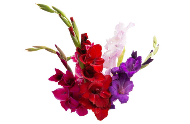 istock gladiolus flower isolated 1185271378