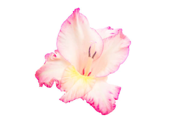 istock gladiolus flower isolated 1185272430