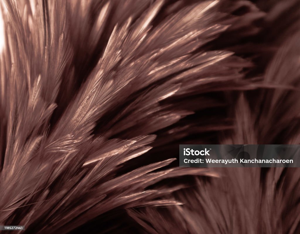 Beautiful Abstract White Gray And Orange Yellow Brown Feathers On Dark  Background And Colorful Soft Brown White Feather Texture On White Pattern  Stock Photo - Download Image Now - iStock