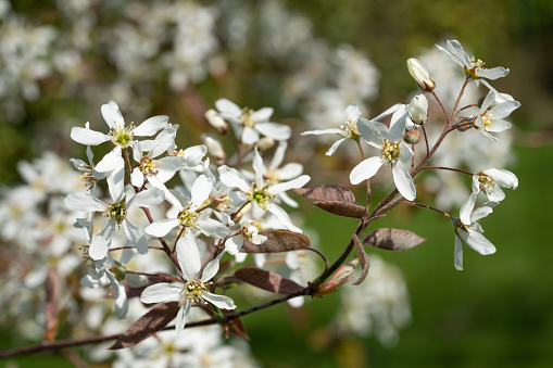 Juneberry (Amelanchier lamarckii), blooms of springtime