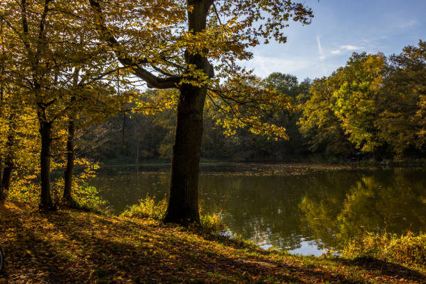 istock autumn in the park 1185272632