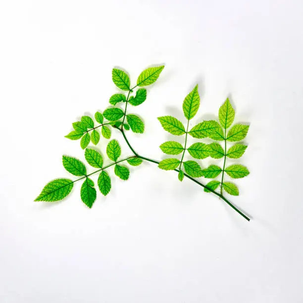single branch with green leaves on white background