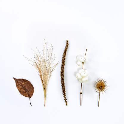 dry brown plants in autumn at a white background