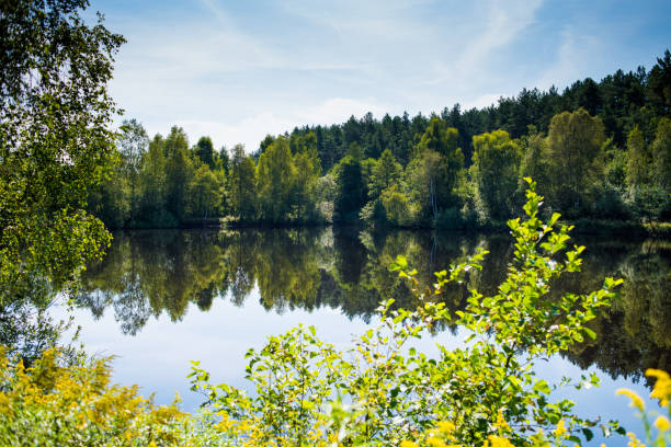 istock Beautiful forest lake near green trees 1185275467