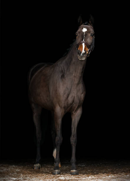 istock holsteiner horse portrait isolated on black background 1185275563