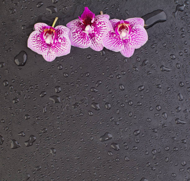 Beautiful orchid flowers on black background