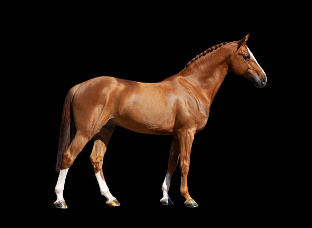 istock chestnut holsteiner horse isolated on black background 1185275774