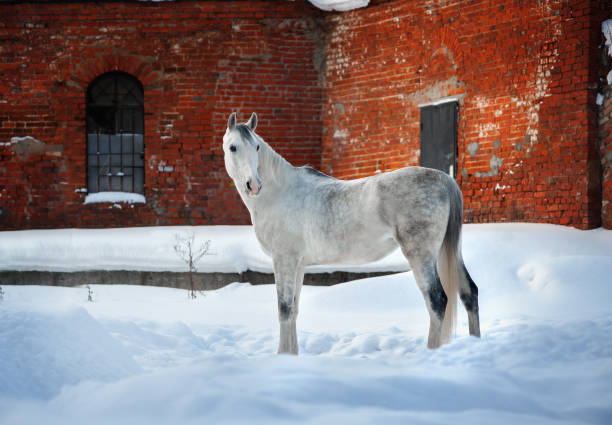 cavallo arabo in posa vicino vecchio muro di mattoni di vecchio tempo fienile in inverno - horse winter dapple gray gray foto e immagini stock