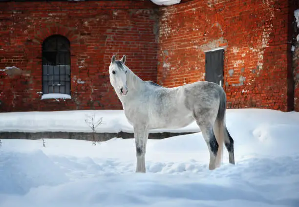 arabian horse posing near old brick wall of old-time barn in winter