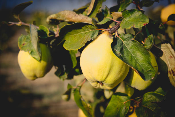 istock Fresh ripe quince fruit 1185276906