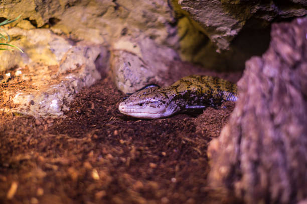 istock Lizard is busy closeup on  background of bushes 1185279566