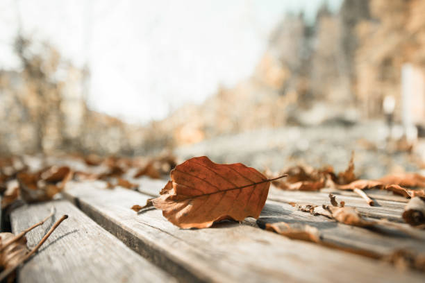 istock Autumn time: Beautiful colorful leaf lying on a park bank, fall concept with copy space 1185279618