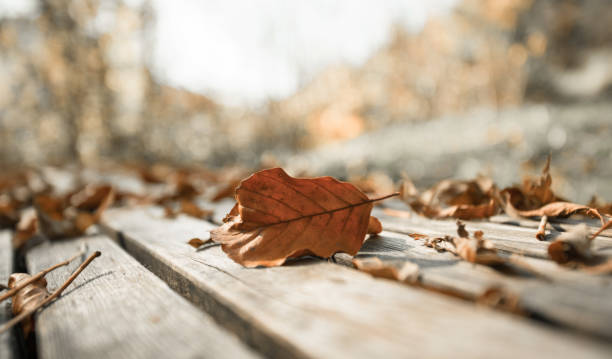 istock Autumn time: Beautiful colorful leaf lying on a park bank, fall concept with copy space 1185279628