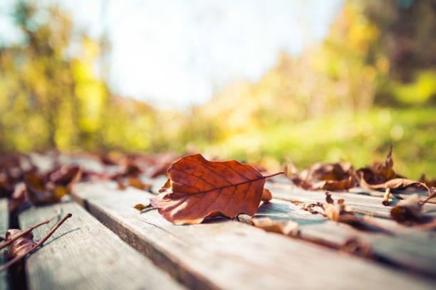 istock Autumn time: Beautiful colorful leaf lying on a park bank, fall concept with copy space 1185279883