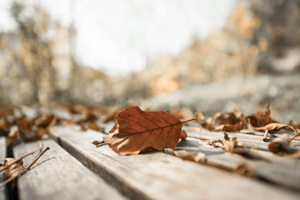 istock Autumn time: Beautiful colorful leaf lying on a park bank, fall concept with copy space 1185279886