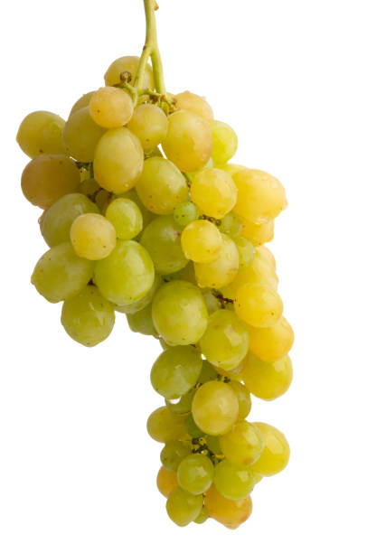 istock bunch of grapes isolated 1185280487